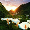 Field With Calla Lilly Flowers