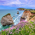Coastline With Wild Flowers